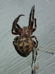 Larinioides patagiatus