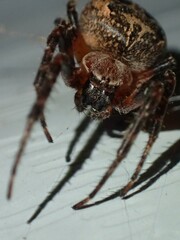 Larinioides patagiatus