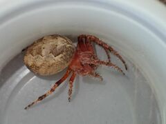 Larinioides patagiatus