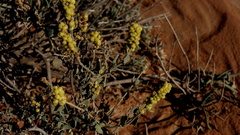 Manochlamys albicans