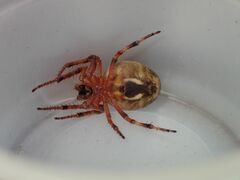 Larinioides patagiatus