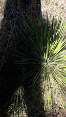 Yucca constricta