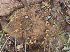 Clavulinopsis amoena