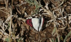 Colotis celimene celimene