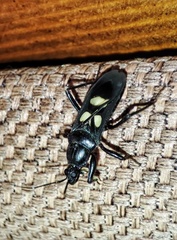 Ectomocoris caucasicus