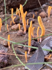 Clavulinopsis amoena