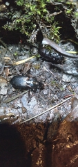 Pterostichus melanarius