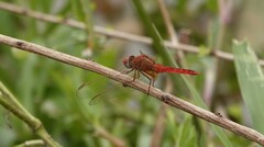 Crocothemis erythraea