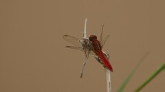 Crocothemis erythraea