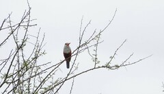 Halcyon leucocephala