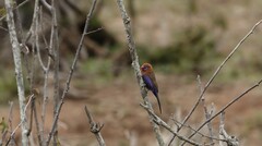 Granatina ianthinogaster