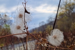 Clematis serratifolia