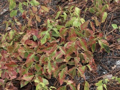 Toxicodendron pubescens