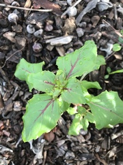Clarkia unguiculata