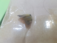 Lepidoptera