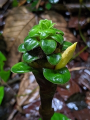 Costus claviger