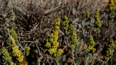 Manochlamys albicans