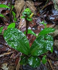 Costus claviger
