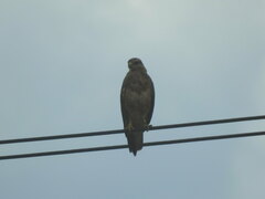 Buteo buteo vulpinus