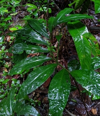 Costus claviger