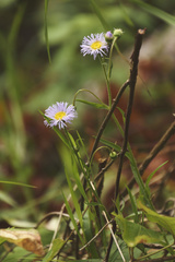 Erigeron glabellus