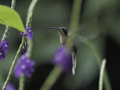 Phaethornis striigularis
