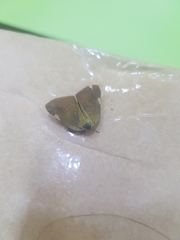 Lepidoptera