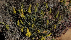 Manochlamys albicans