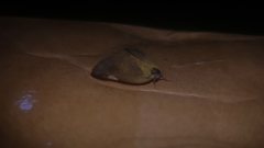 Lepidoptera