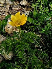 Pulsatilla aurea