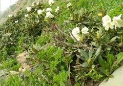 Rhododendron caucasicum