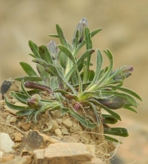 Campanula tridentata