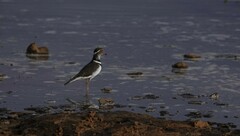 Charadrius tricollaris
