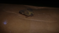 Lepidoptera