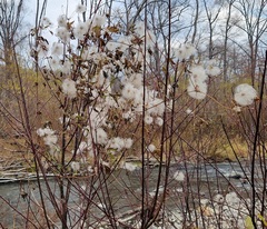 Clematis serratifolia