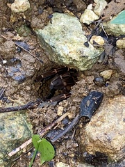 Cyrtopholis portoricae