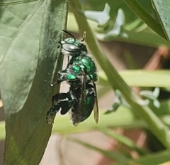 Euglossa