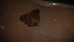 Lepidoptera