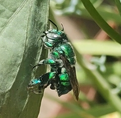 Euglossa