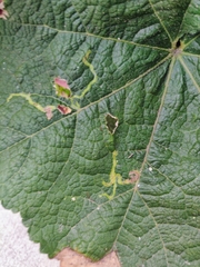 Calycomyza malvae