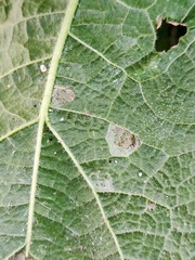 Calycomyza malvae