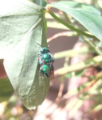 Euglossa