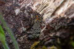 Panorpa meridionalis