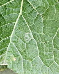 Calycomyza malvae