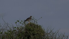 Melierax poliopterus