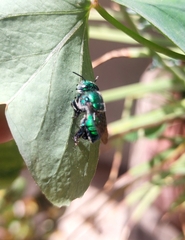 Euglossa