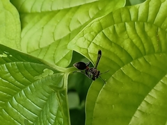 Ropalidia sumatrae