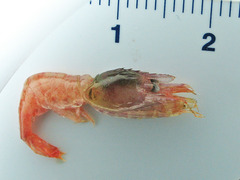 Spirontocaris phippsii