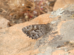 Hipparchia aristaeus