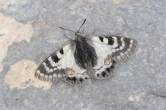 Parnassius stoliczkanus